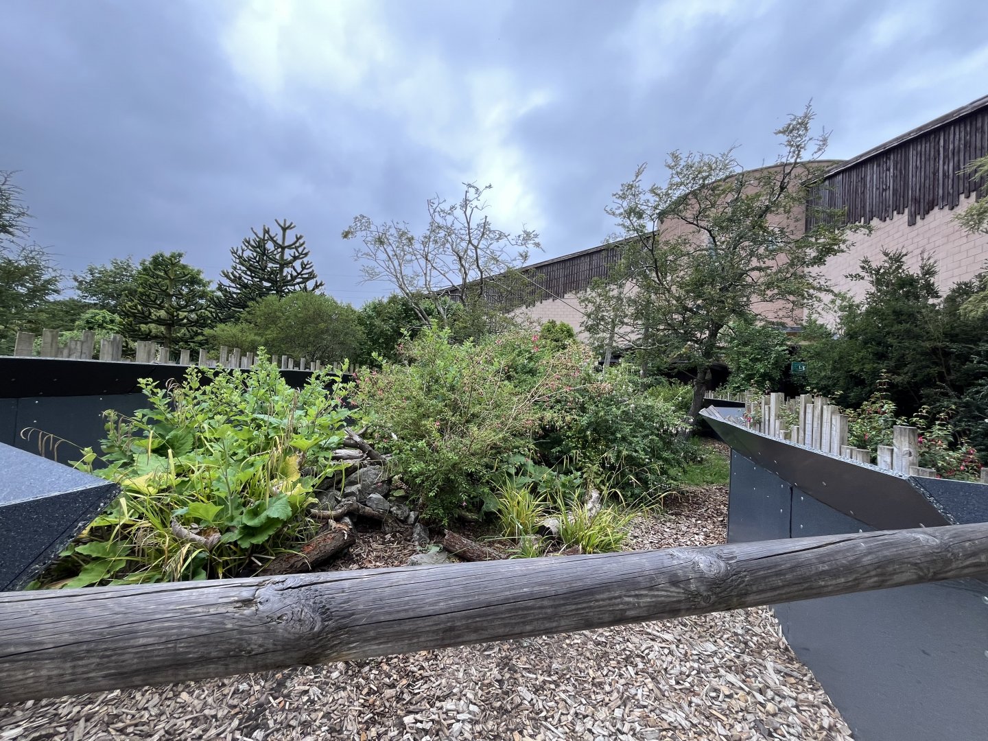 Linne’s two-toed sloth and Azara’s agouti enclosure 29.6.24