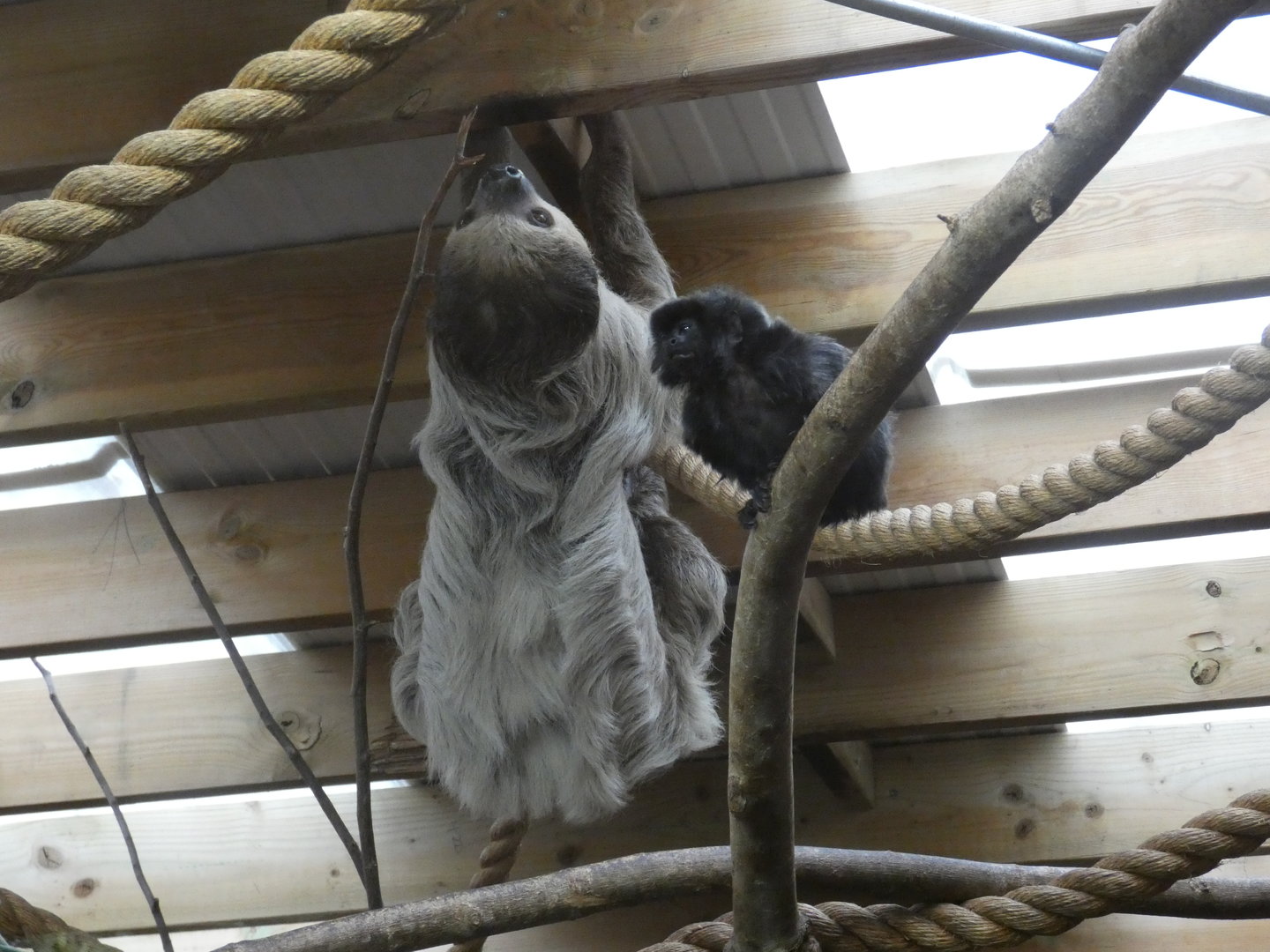 Linne's two-toed sloth and Goeldi's monkey