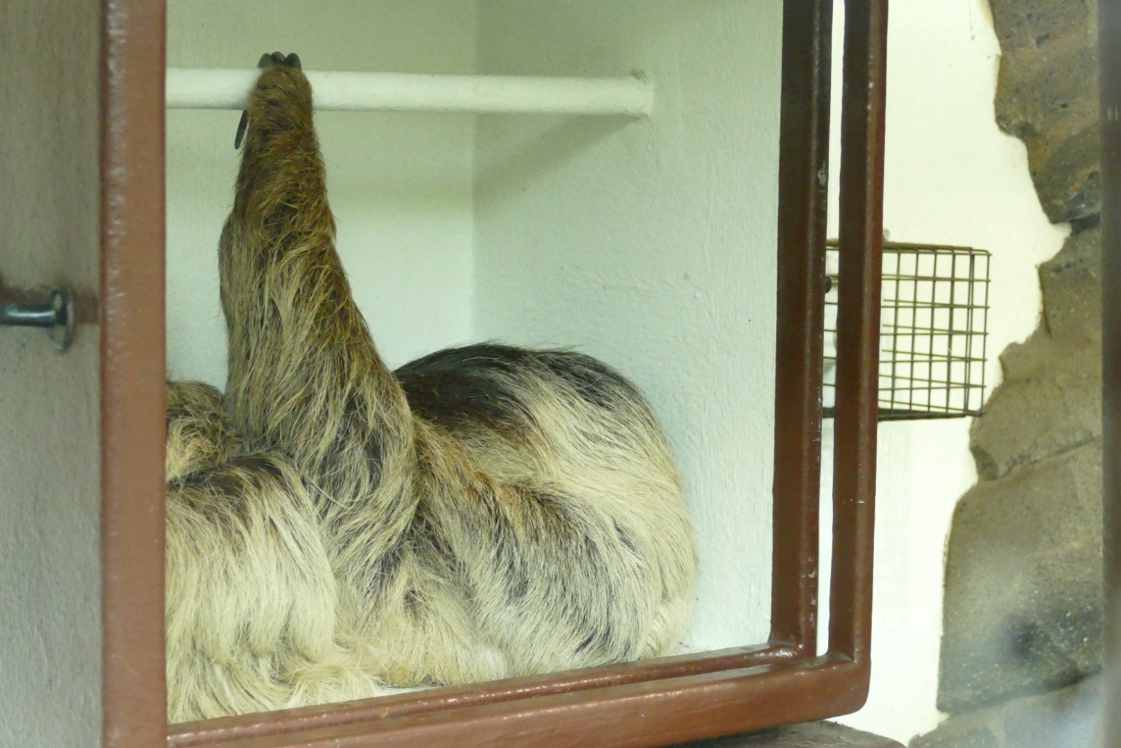 Linne's Two Toed Sloth, April 2022