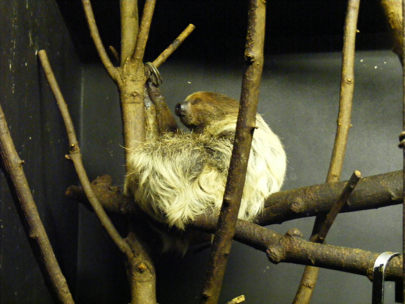 Linne's two toed sloth at Bristol Zoo, 1 August 2010