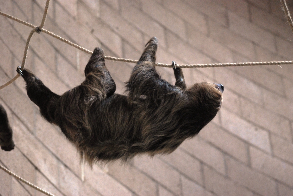 Linne's Two-toed Sloth at Chester, 27/07/14