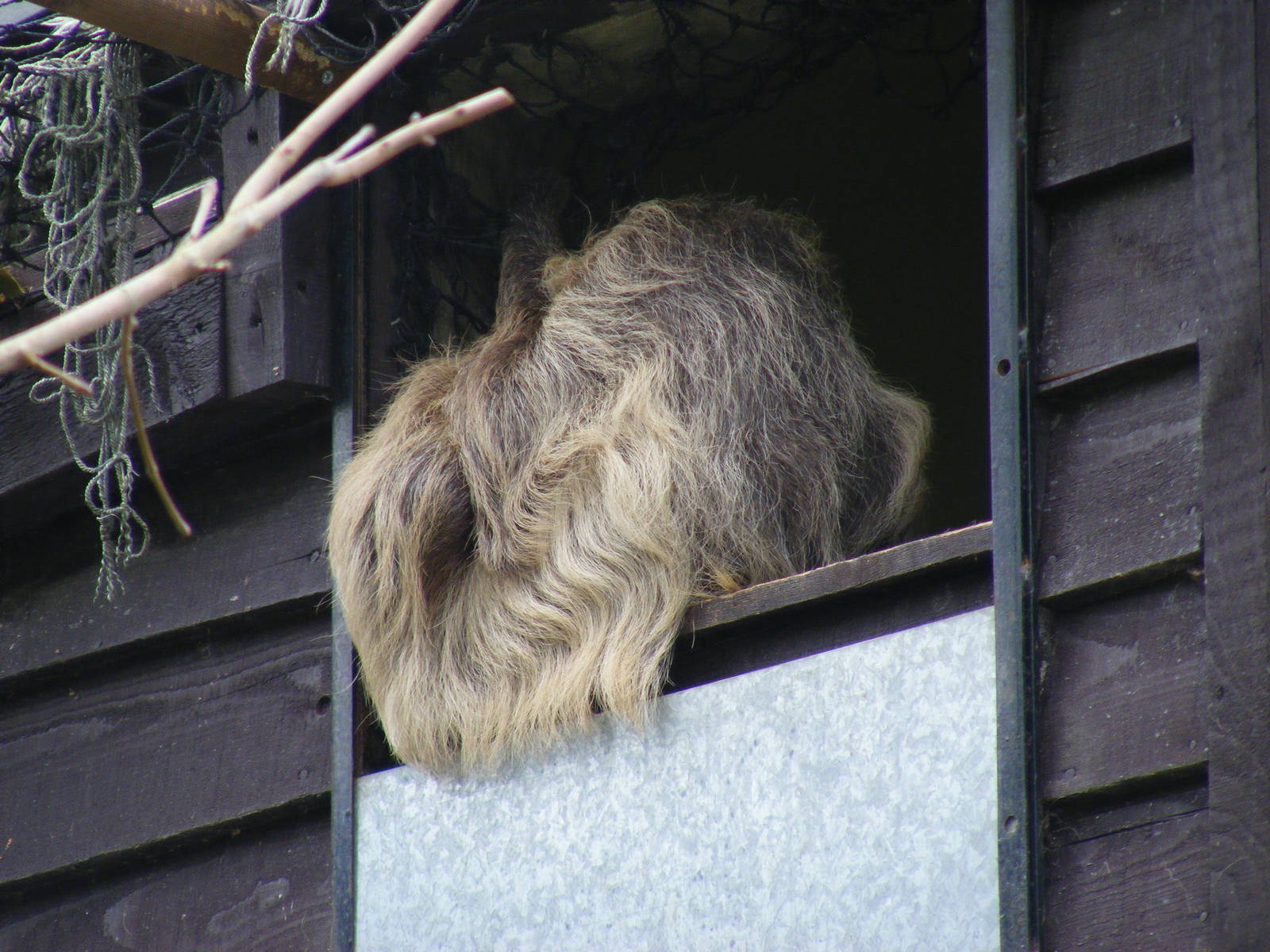 Linne's two toed sloth at Drusillas Park, 20 March 2011