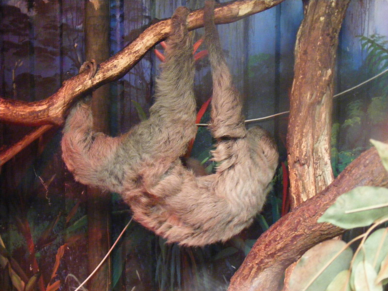 Linne's two toed sloth at Paradise Wildlife Park, 5 September 2010