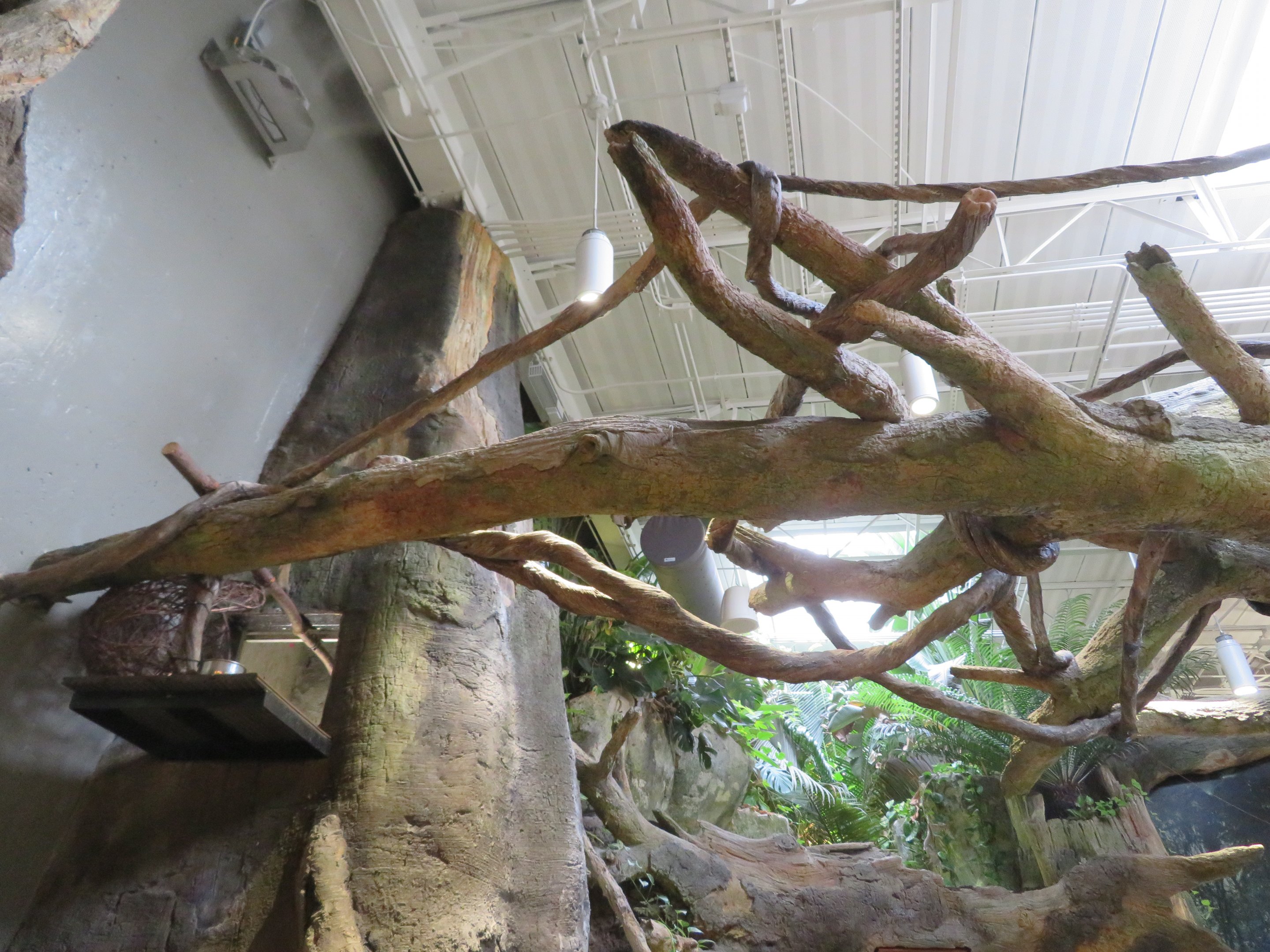 Linne's Two-Toed Sloth Branches