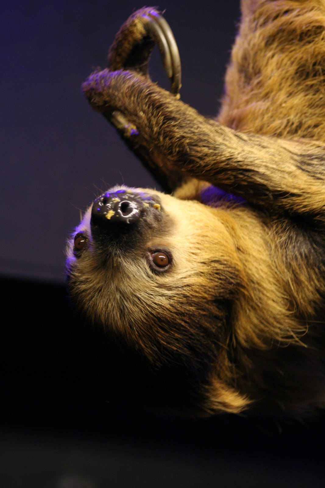 Linne's Two-toed Sloth @ Bristol; 23.07.2011