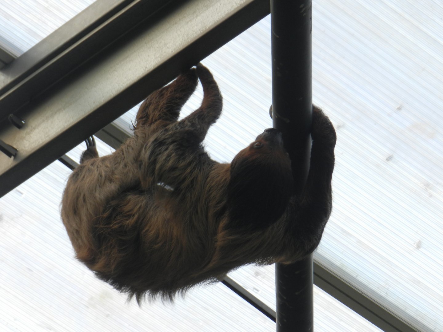 Linne's Two-Toed Sloth (Choloepus didactylus) at Banham Zoo, England