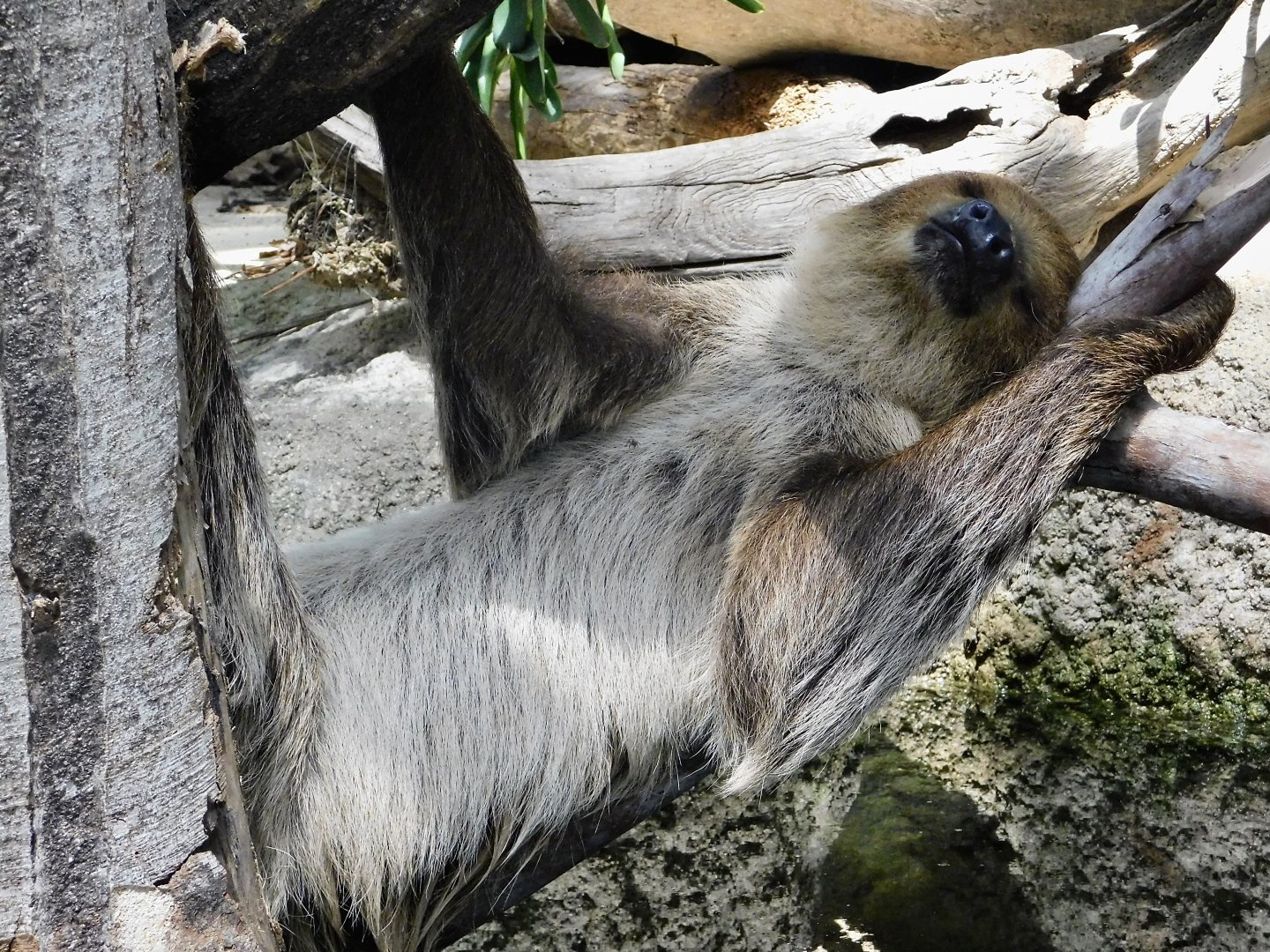 Linne's Two-toed Sloth (Choloepus didactylus) August 4, 2025