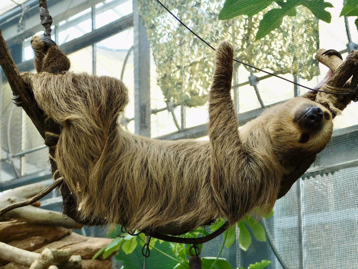 Linne's Two-Toed Sloth (Choloepus didactylus) August 4, 2025