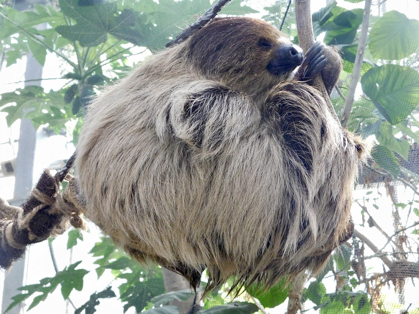 Linne's Two-Toed Sloth (Choloepus didactylus) August 4, 2025