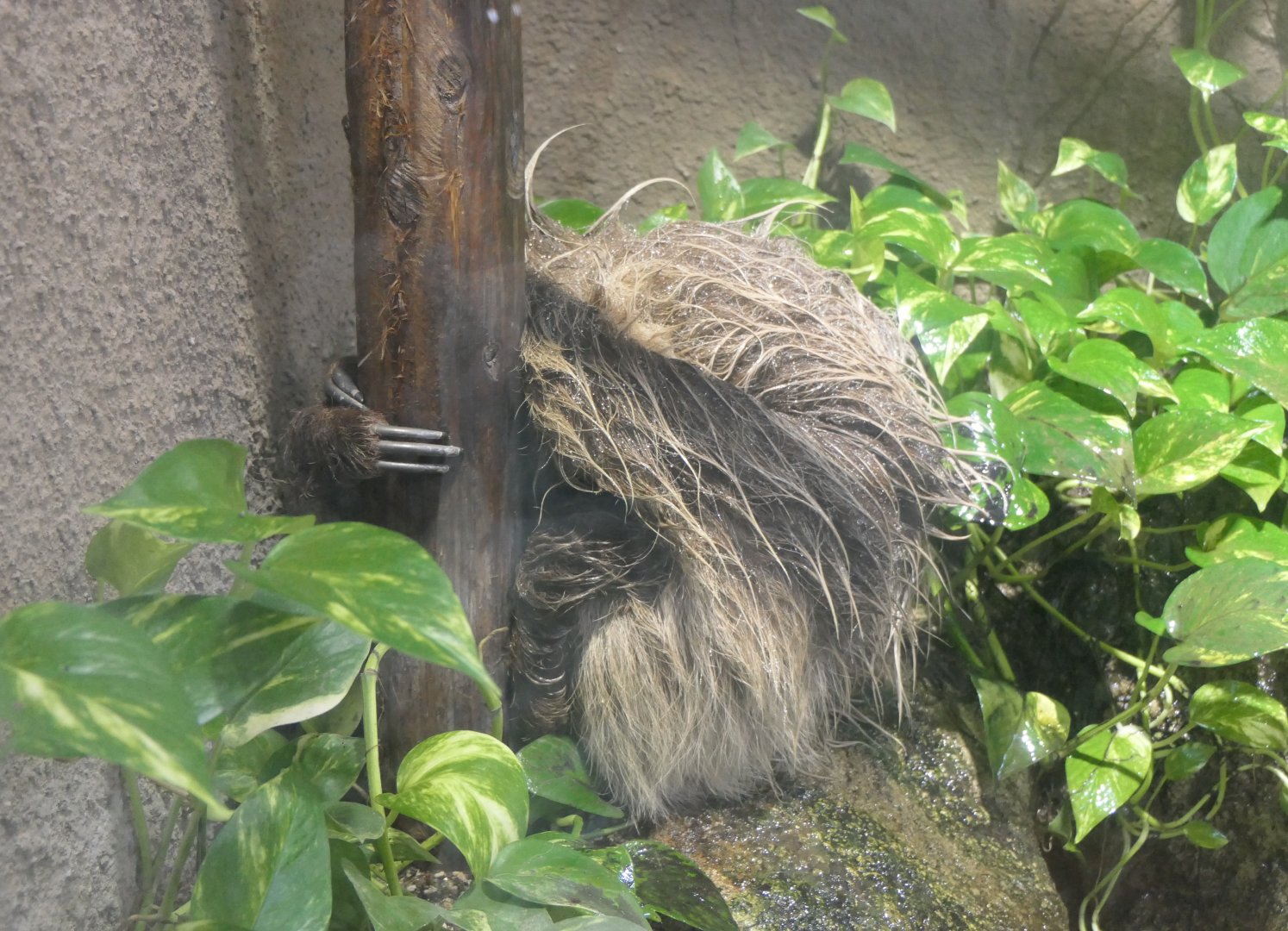 Linné's Two-toed Sloth (Choloepus didactylus)
