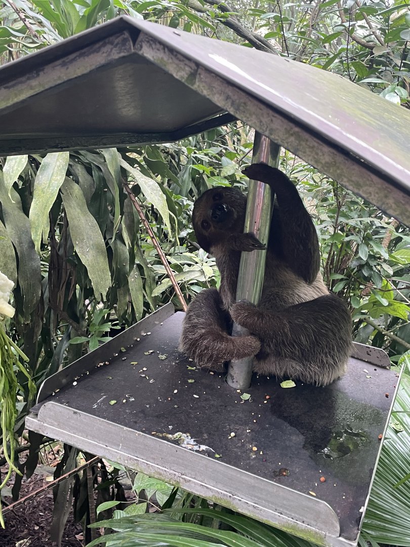 Linne's Two-toed Sloth (Choloepus didactylus)