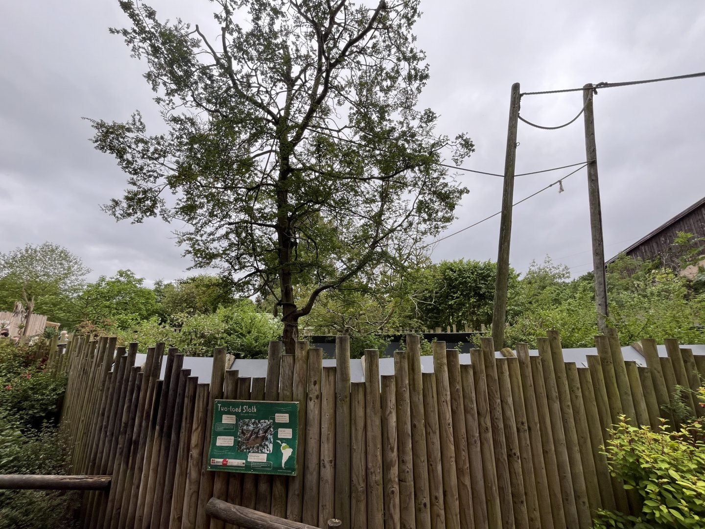 Linne’s two-toed sloth enclosure 29.6.24