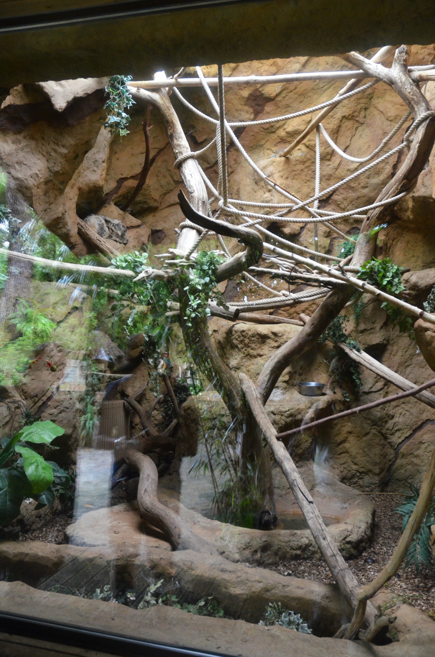 Linne's Two-toed Sloth Enclosure at La Flèche, 11/06/18