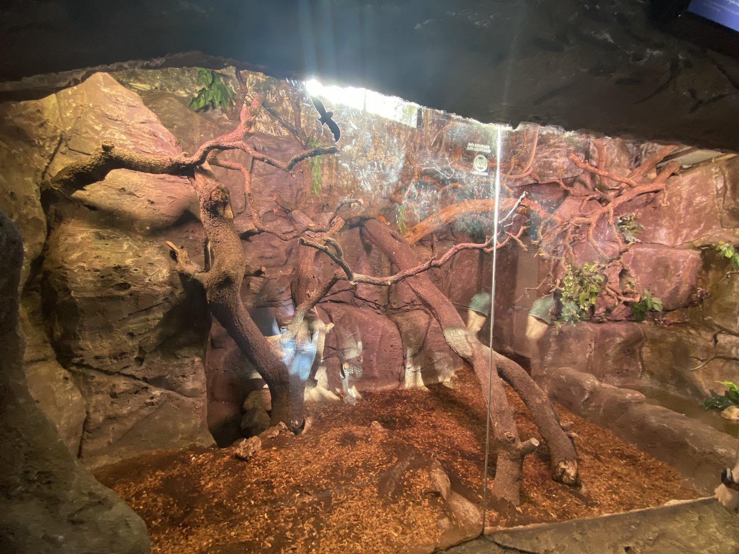 Linne’s two-toed sloth enclosure