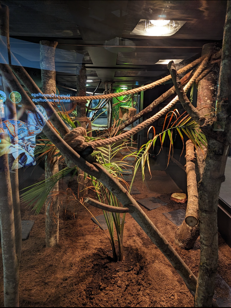 Linne’s Two-Toed Sloth Exhibit 4/19/2023