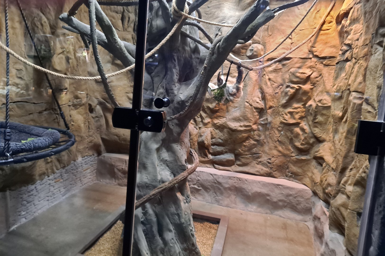 Linne's Two-Toed Sloth Exhibit (4/19/25)