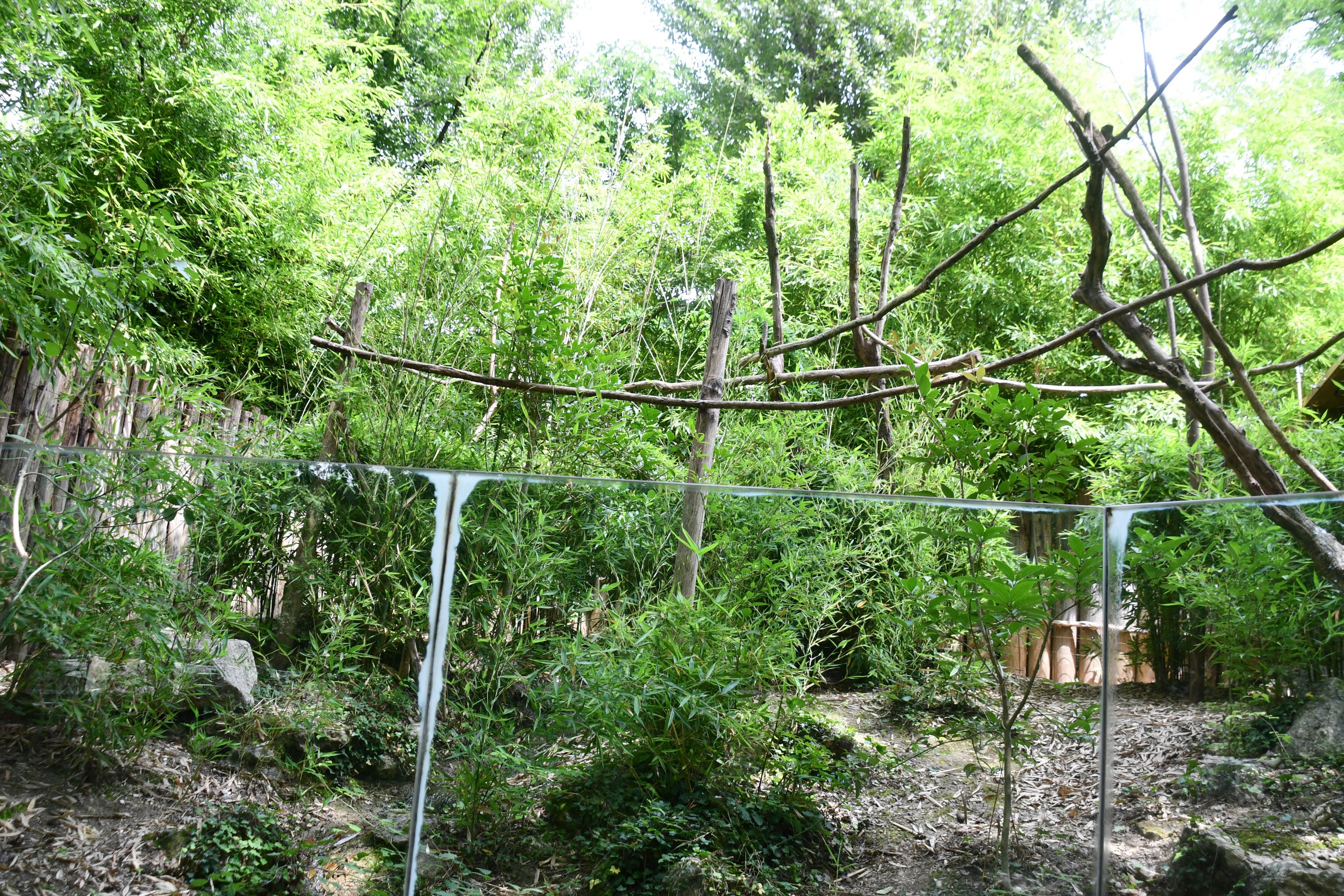 Linne's Two-toed Sloth exhibit (mixed with Red-footed Tortoise)