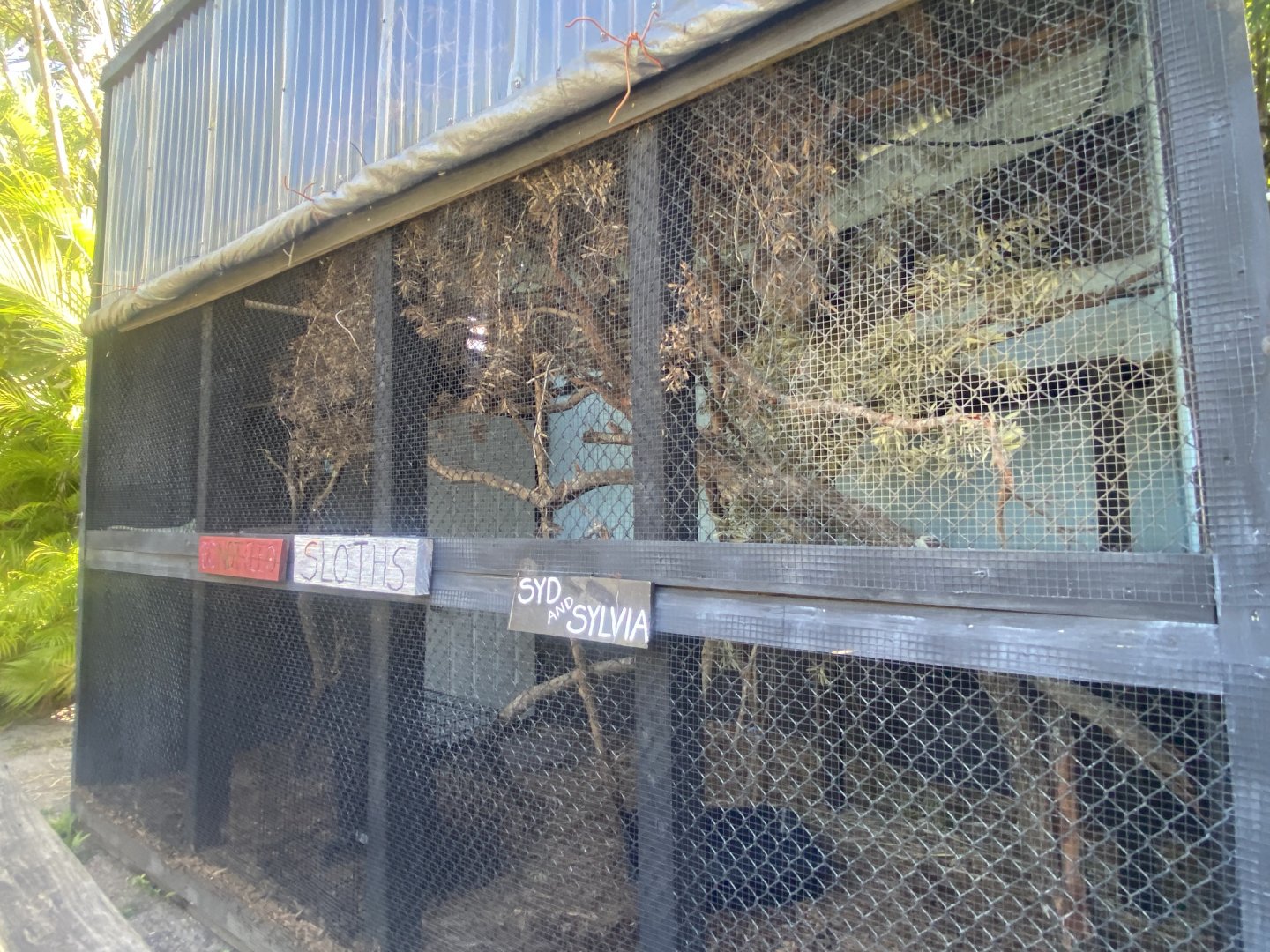 Linne’s Two-Toed Sloth Exhibit