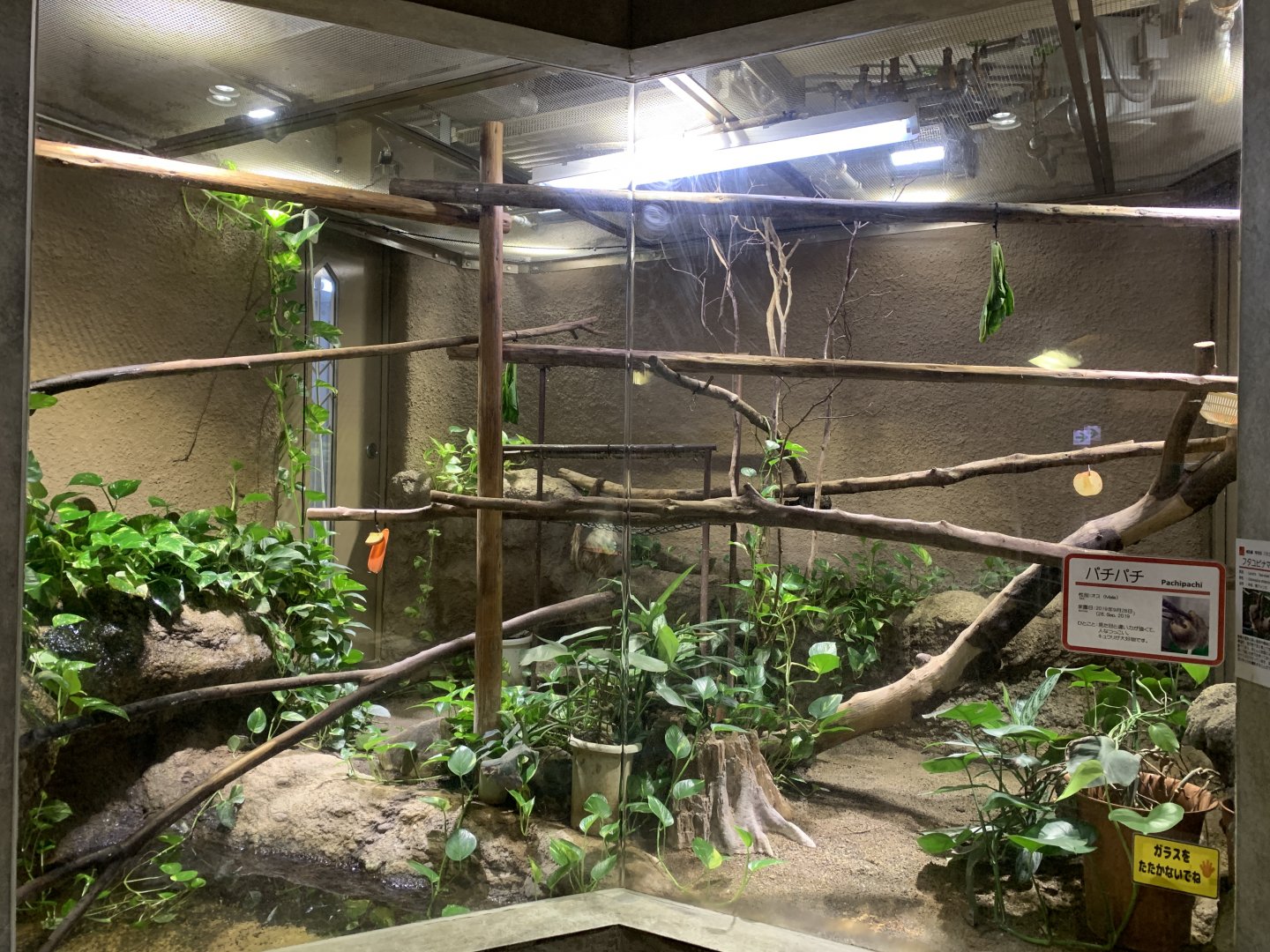 Linne’s Two-toed Sloth Exhibit