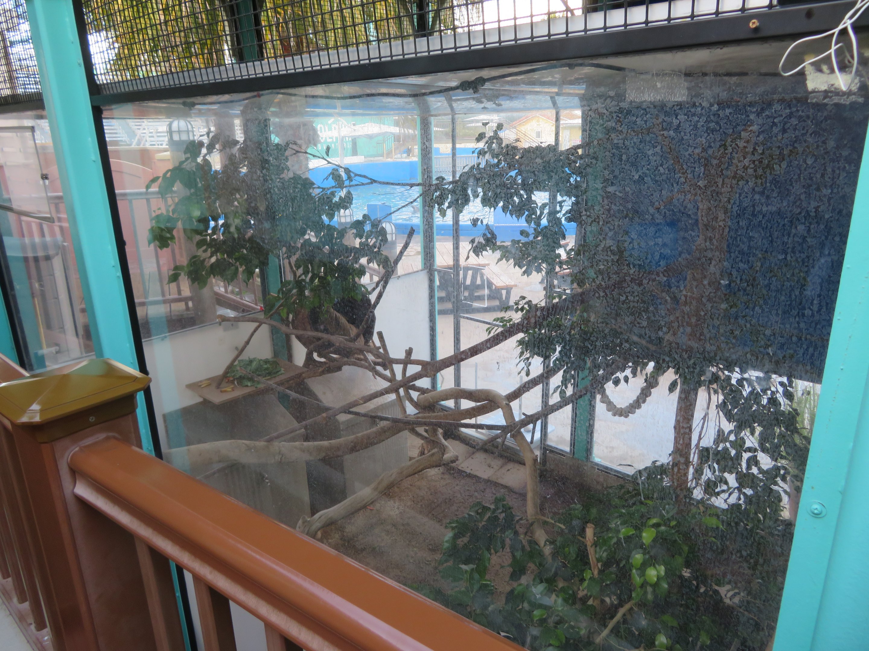 Linne's Two-toed Sloth Exhibit