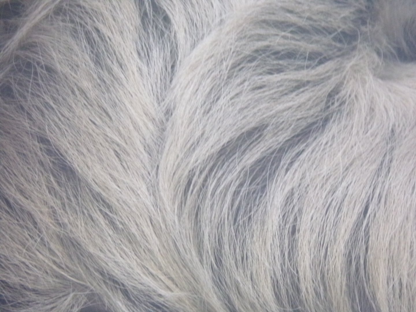 Linne’s two-toed sloth fur close up 1.1.24