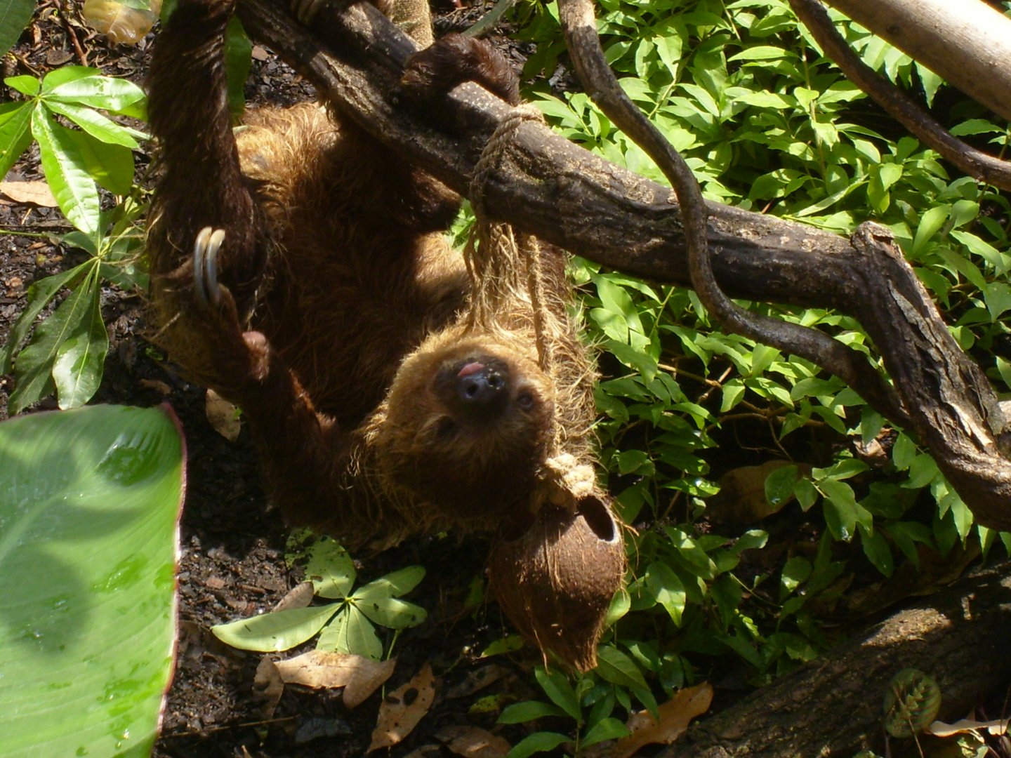 Linne's Two-Toed Sloth in Rainforest Life