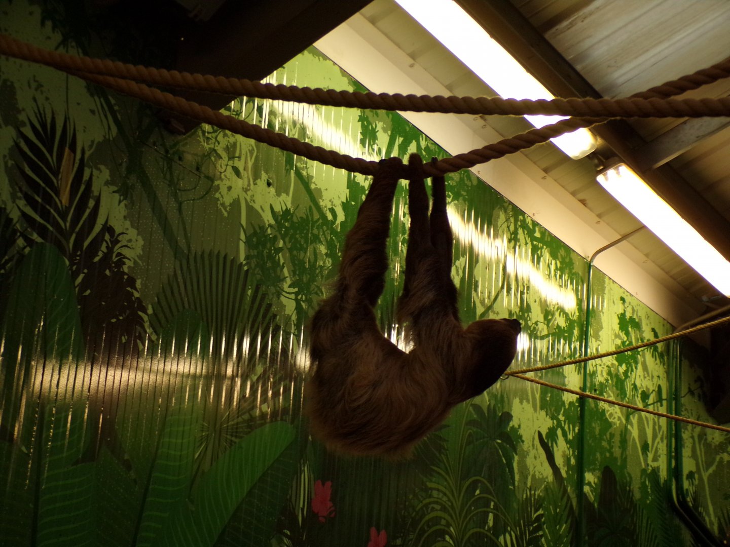 Linne’s two toed sloth in the evening 22.7.23