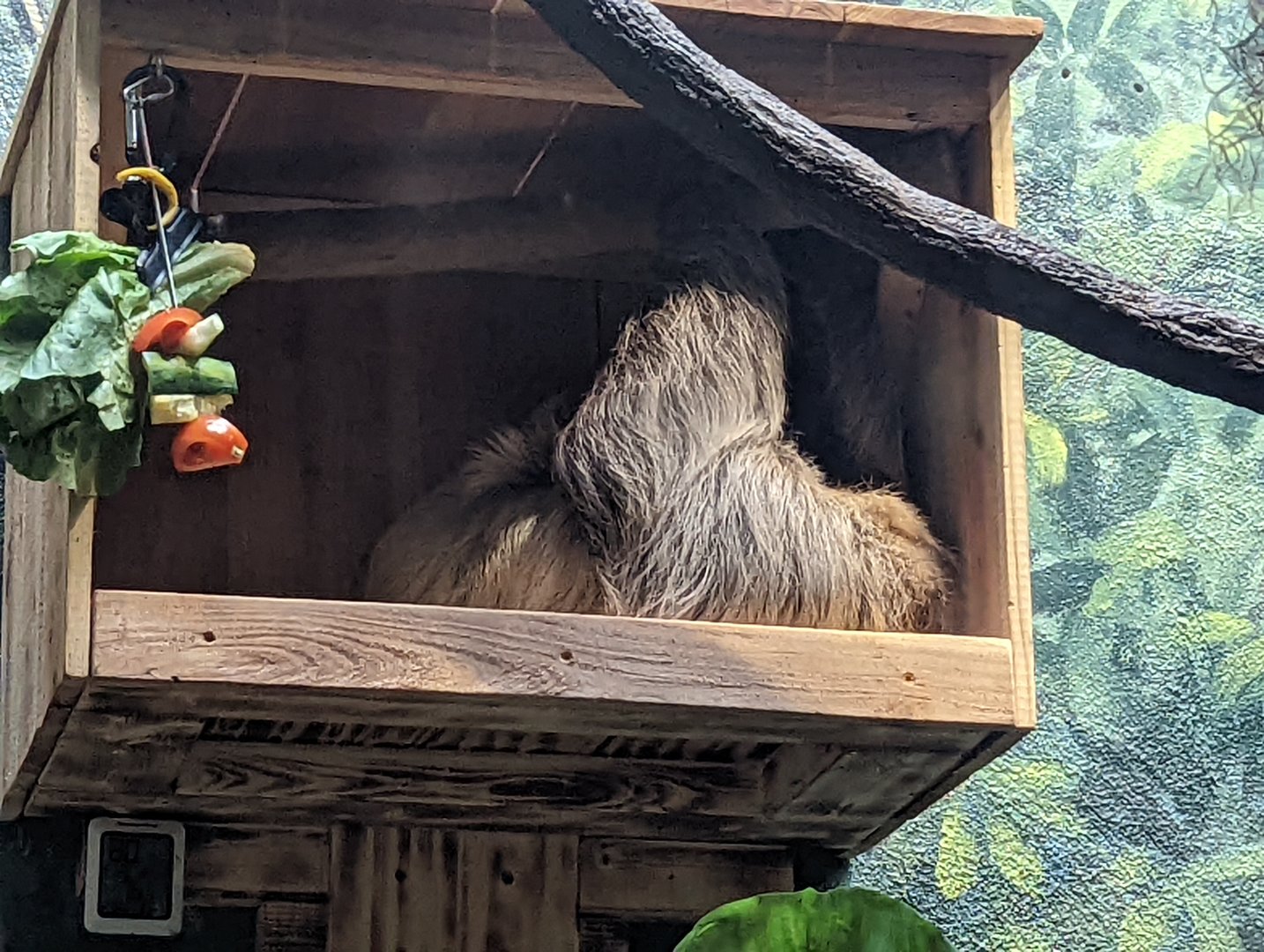 Linne's Two-toed Sloth "Indie"