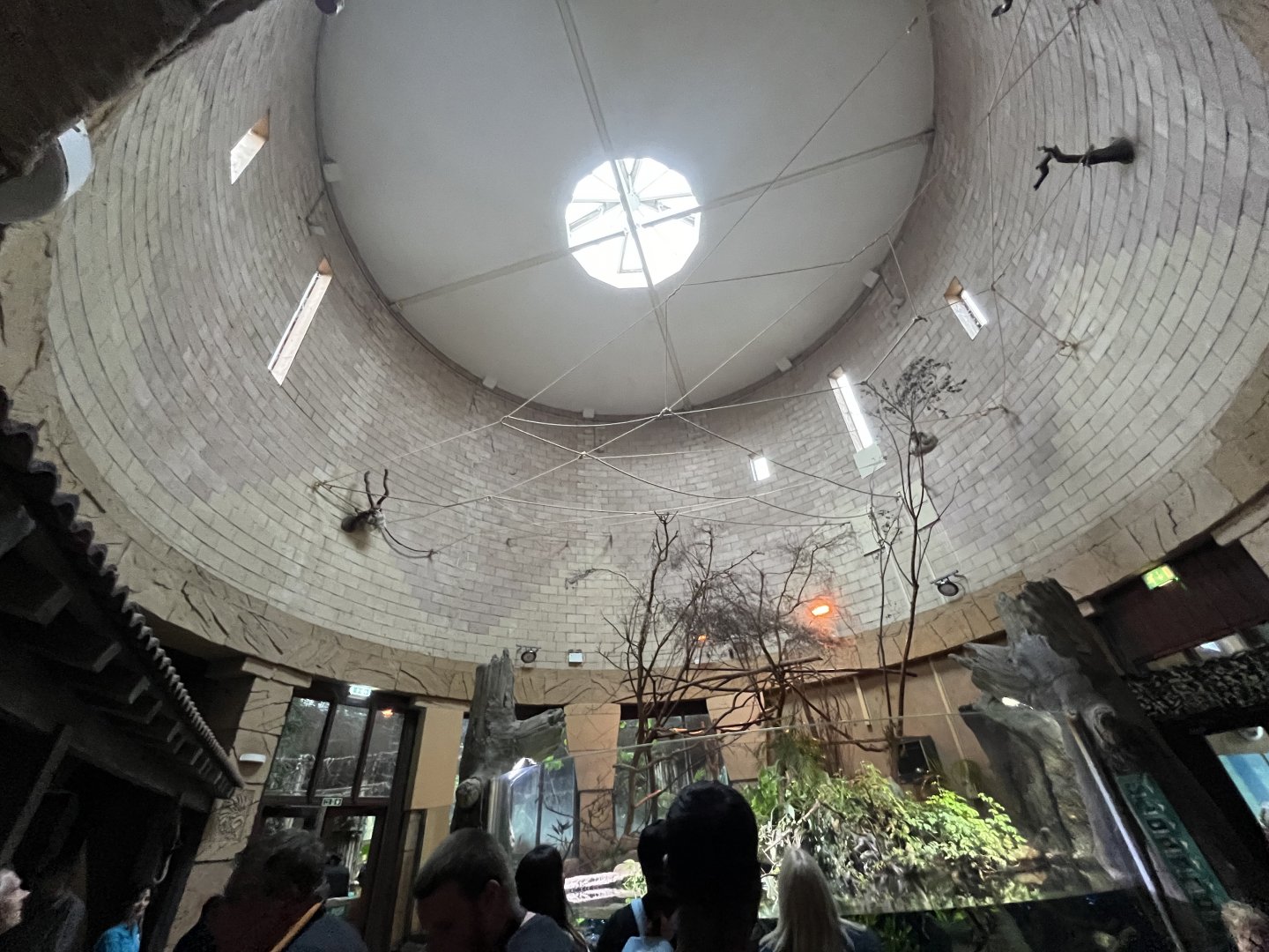 Linne’s two-toed sloth indoors 29.6.24