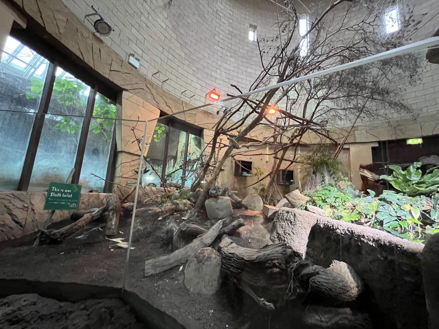 Linne’s two-toed sloth indoors 29.6.24