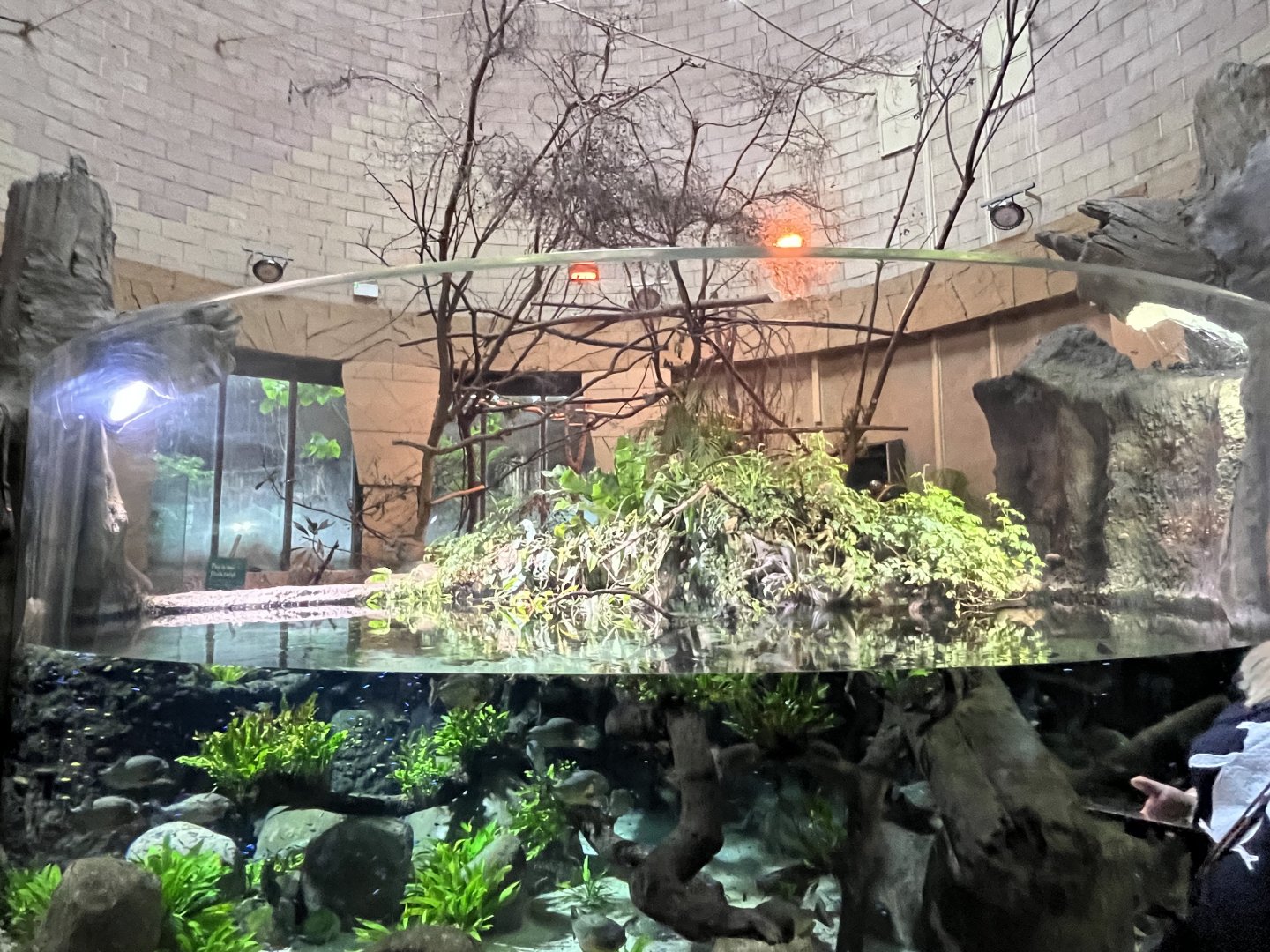 Linne’s two-toed sloth indoors and Amazon aquarium 29.6.24