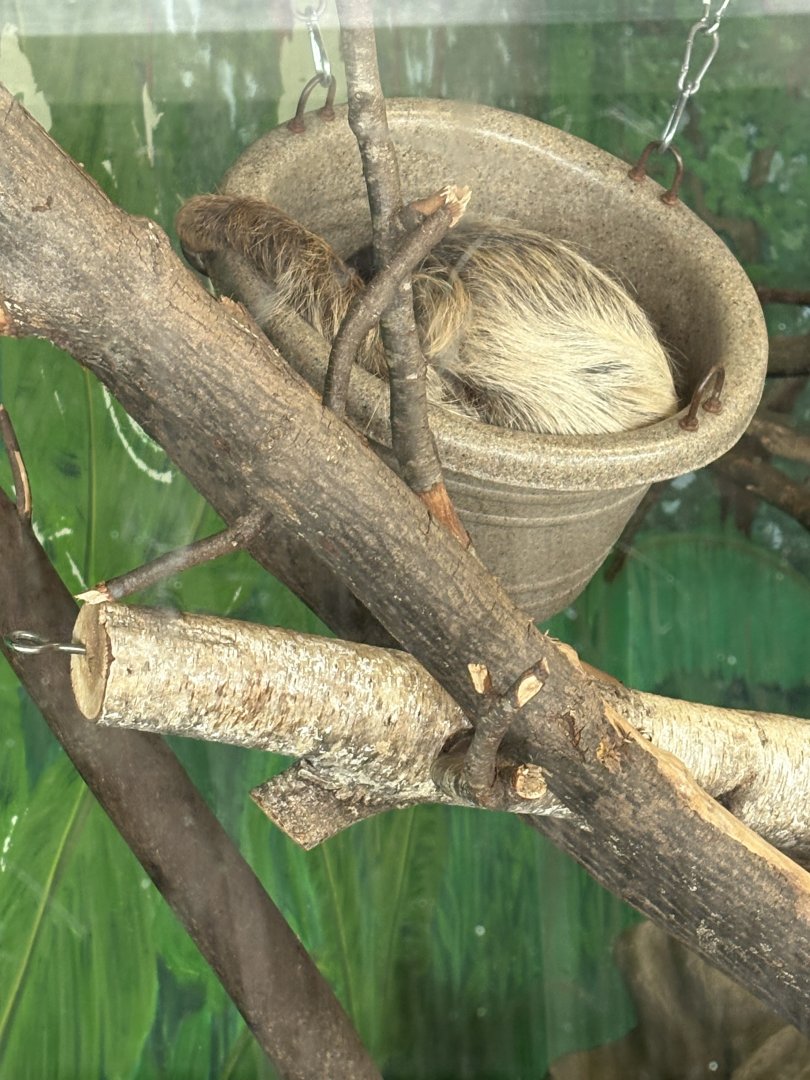 Linne’s Two-Toed Sloth - January 26, 2025