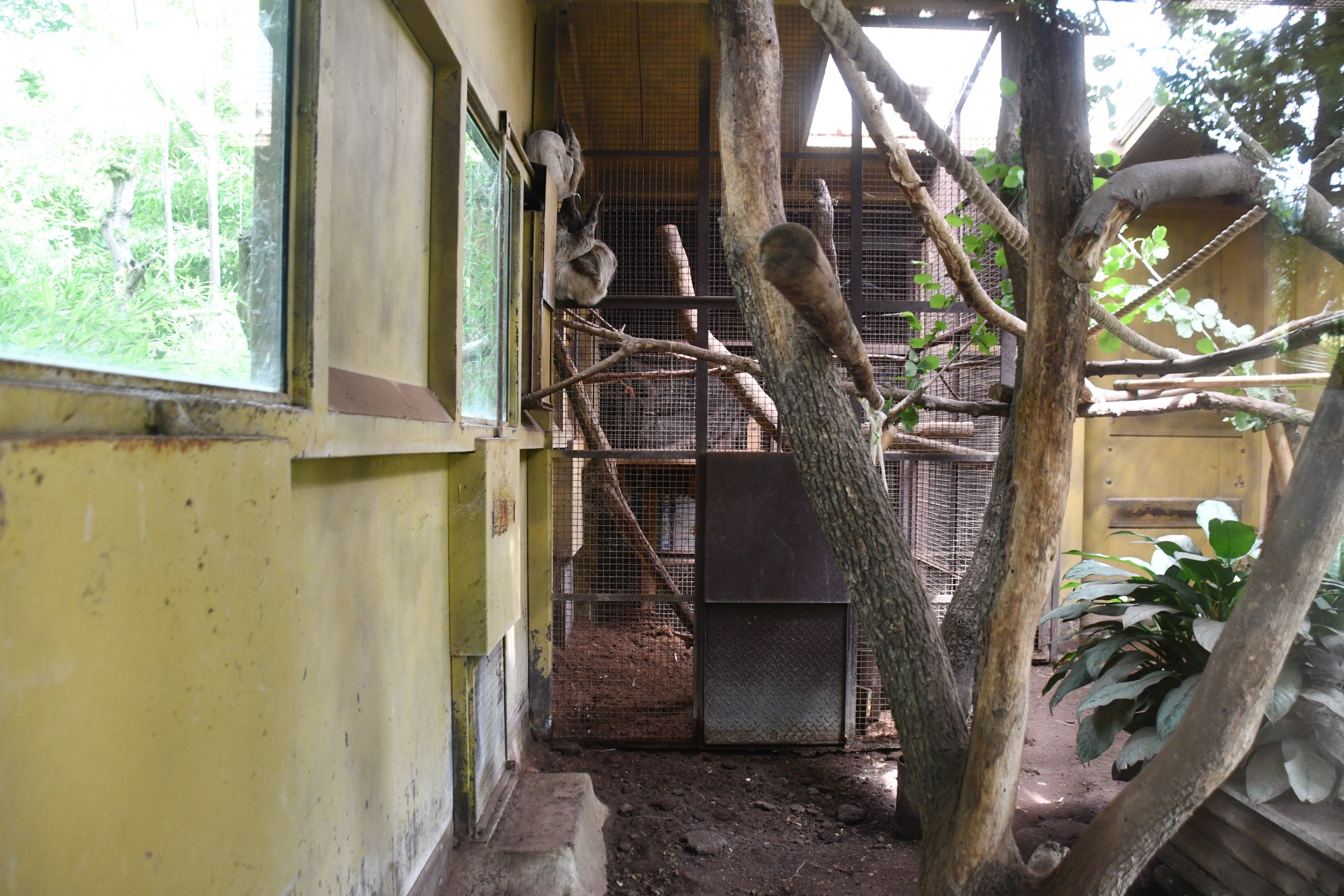 Linne's Two-toed Sloth/Large Hairy Armadillo exhibit