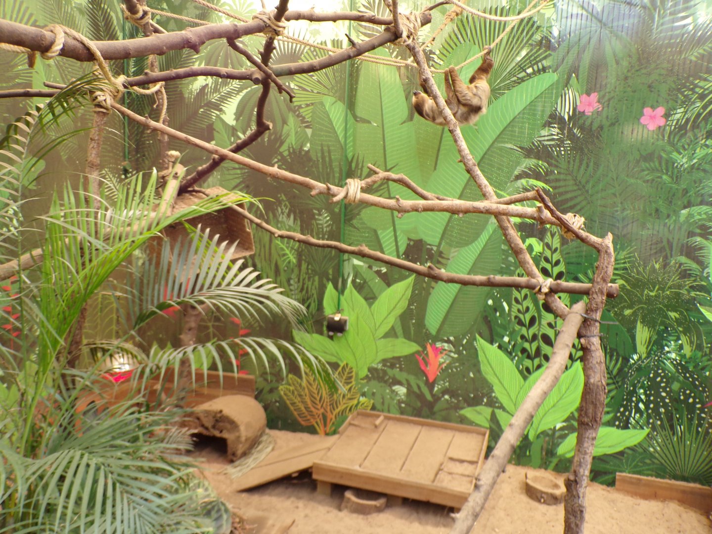 Linne’s two toed sloth “Nico” climbing over large hairy armadillo enclosure 9.9.23