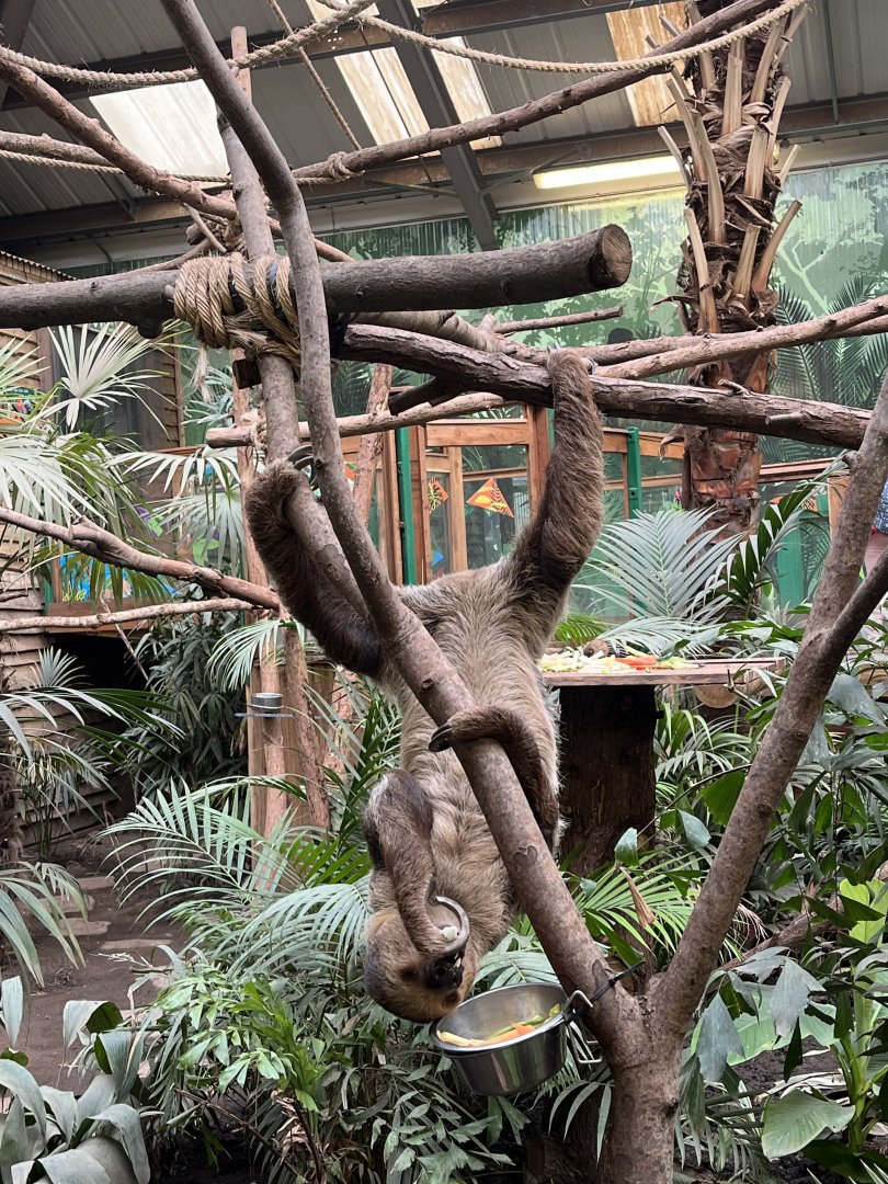 Linne’s two toed sloth (probably Fe) 22.7.24