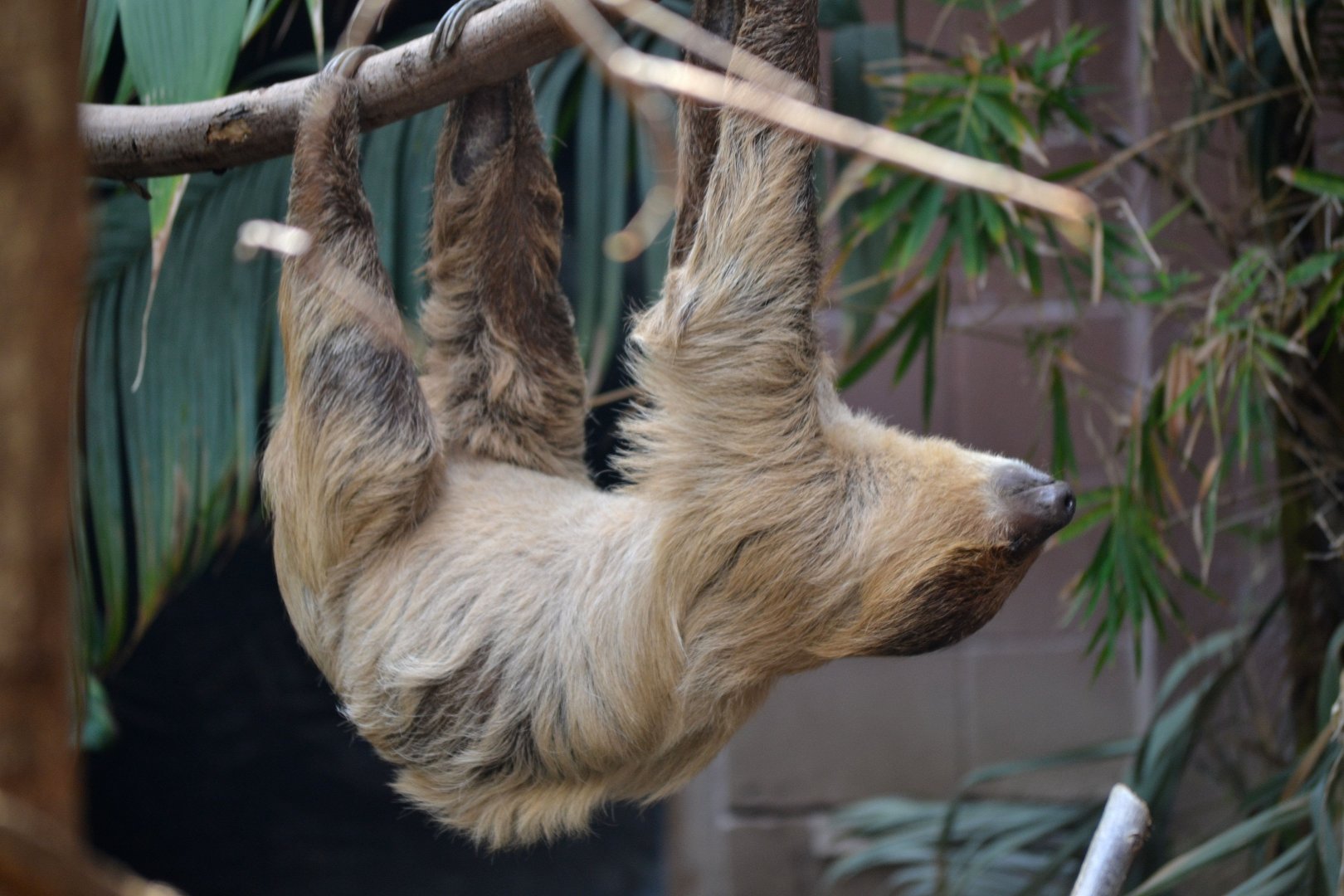 Linne's Two Toed Sloth - September 2016