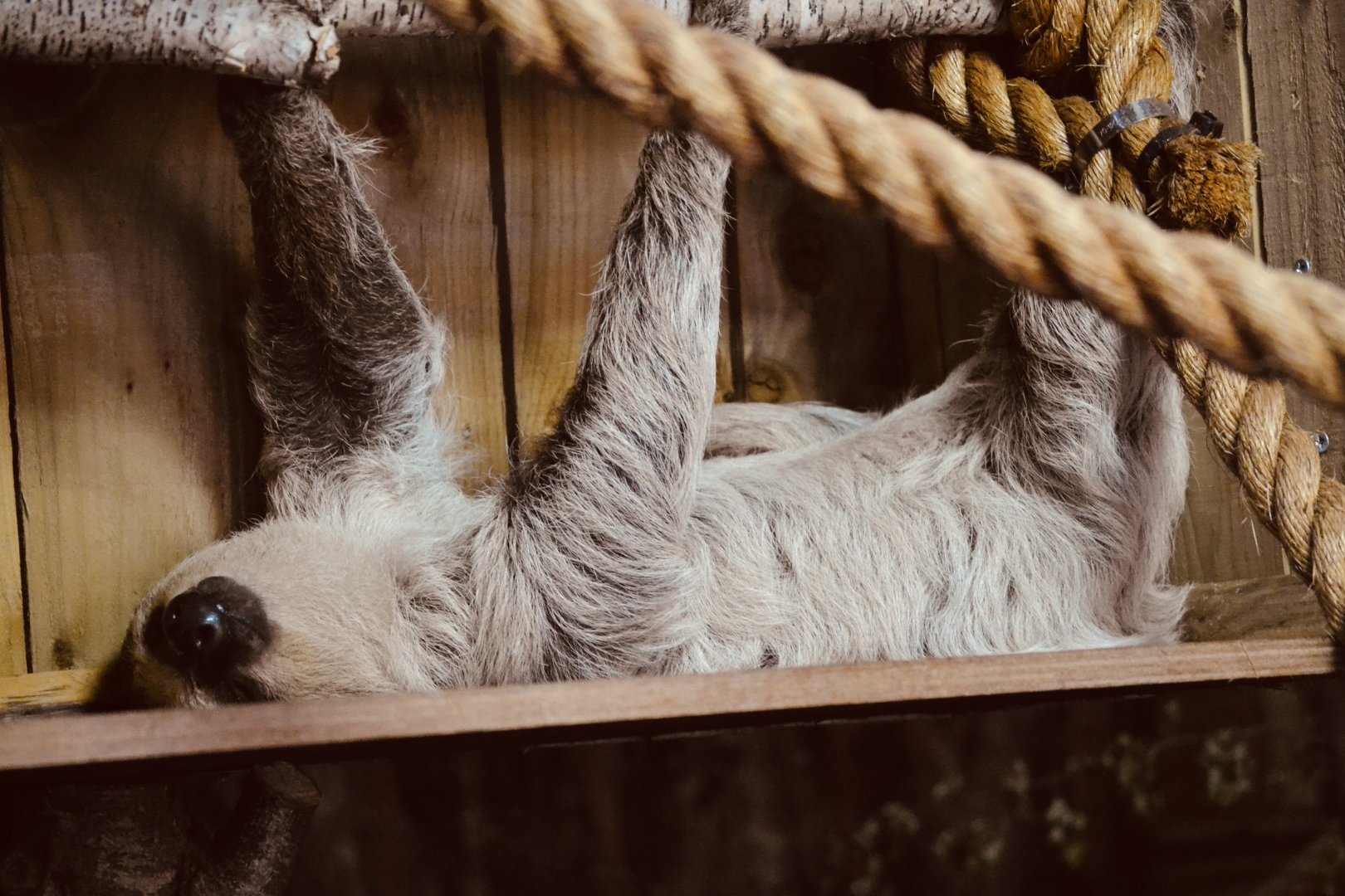 Linne's Two Toed Sloth - September 2020
