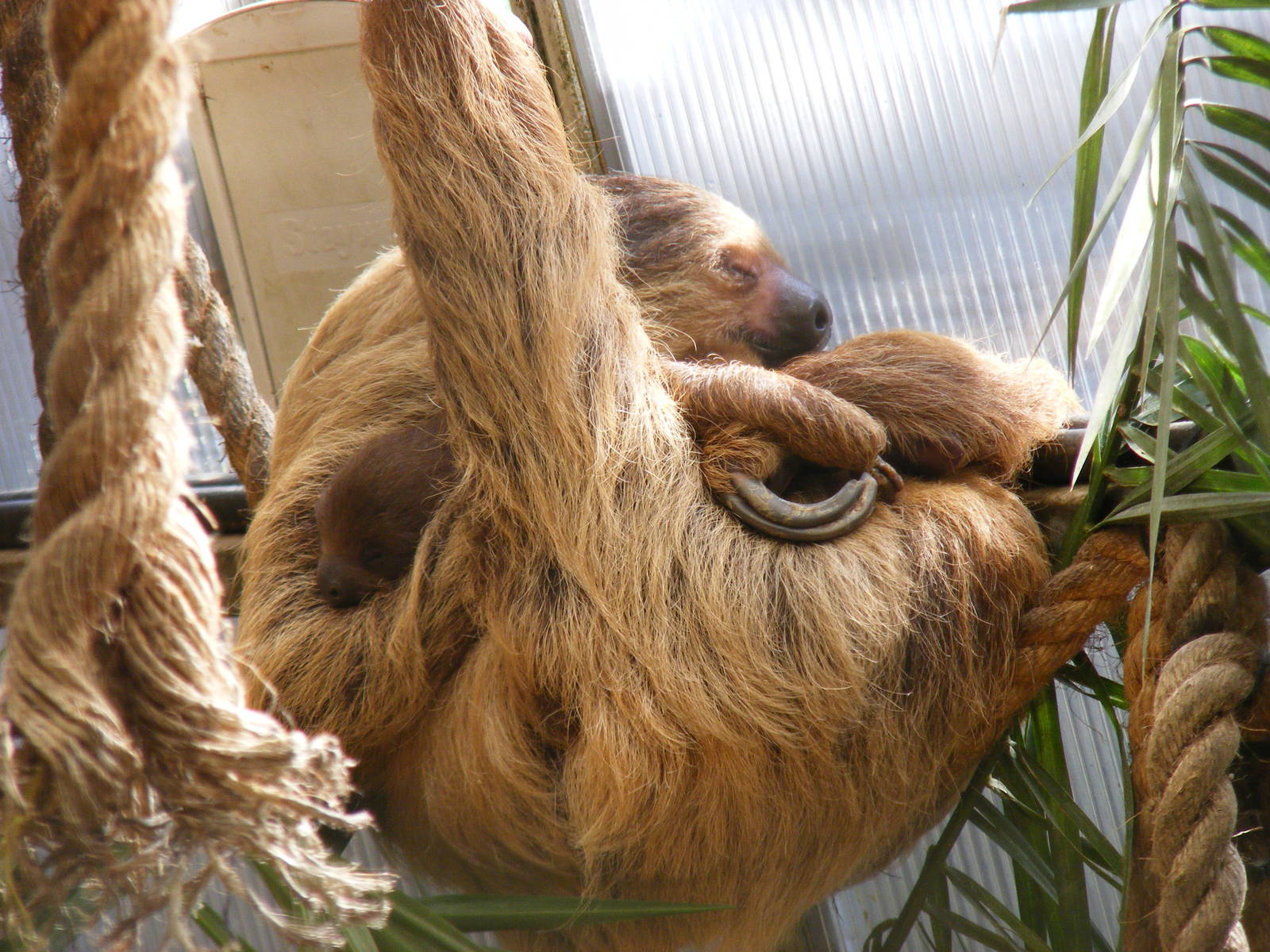Linne's two-toed sloth with baby at Amazon World, 5 April 2010