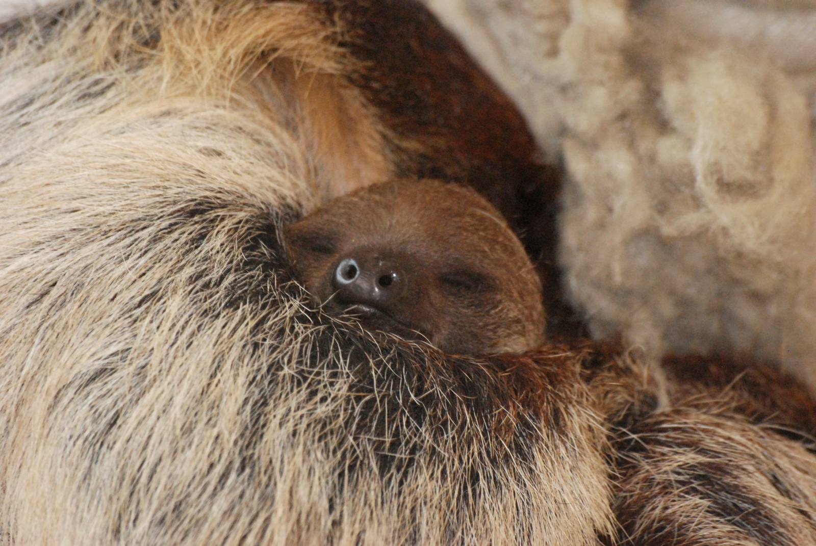 Linne's Two-toed Sloth Youngster at Vienna, 16/06/13