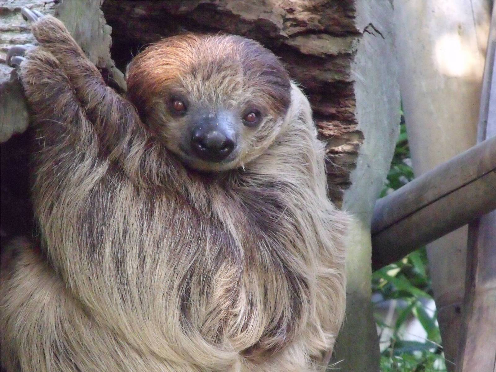 Linne's two toed sloth