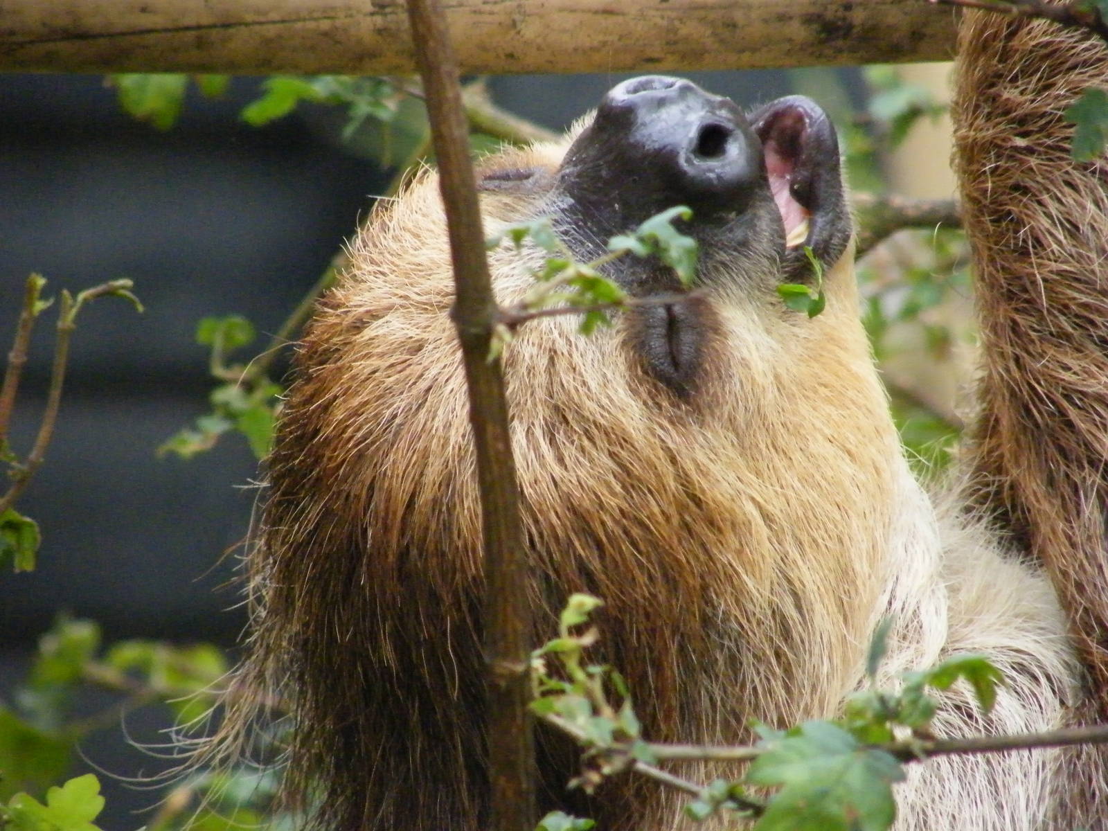 Linnes two toed Sloth