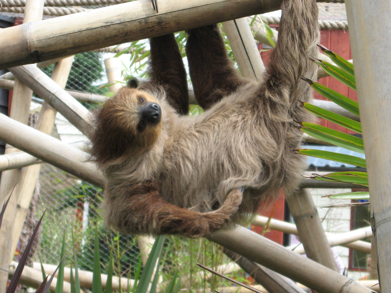 Linne's Two Toed Sloth