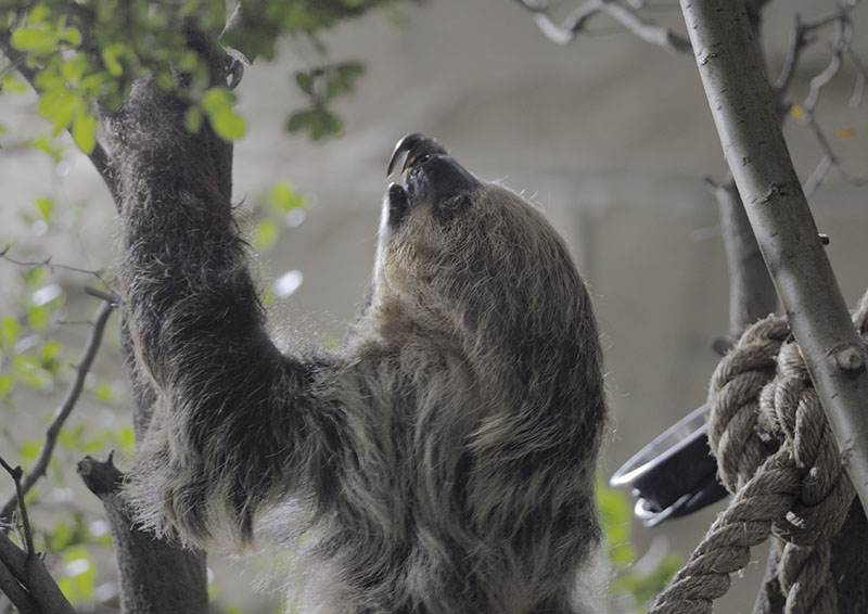 Linnes two-toed sloth