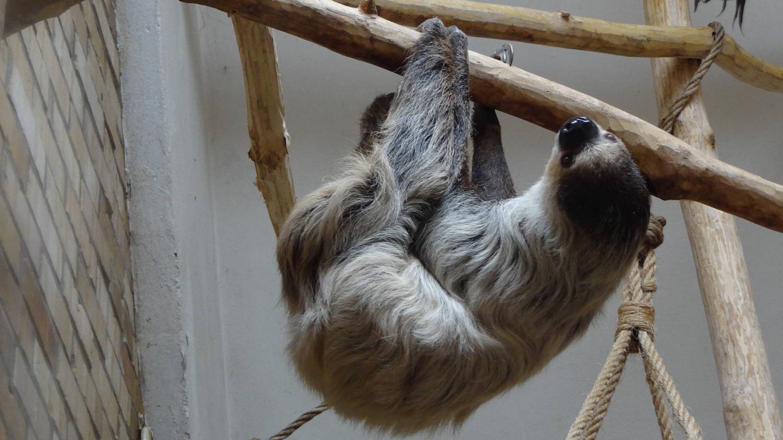 Linne's Two-toed  Sloth