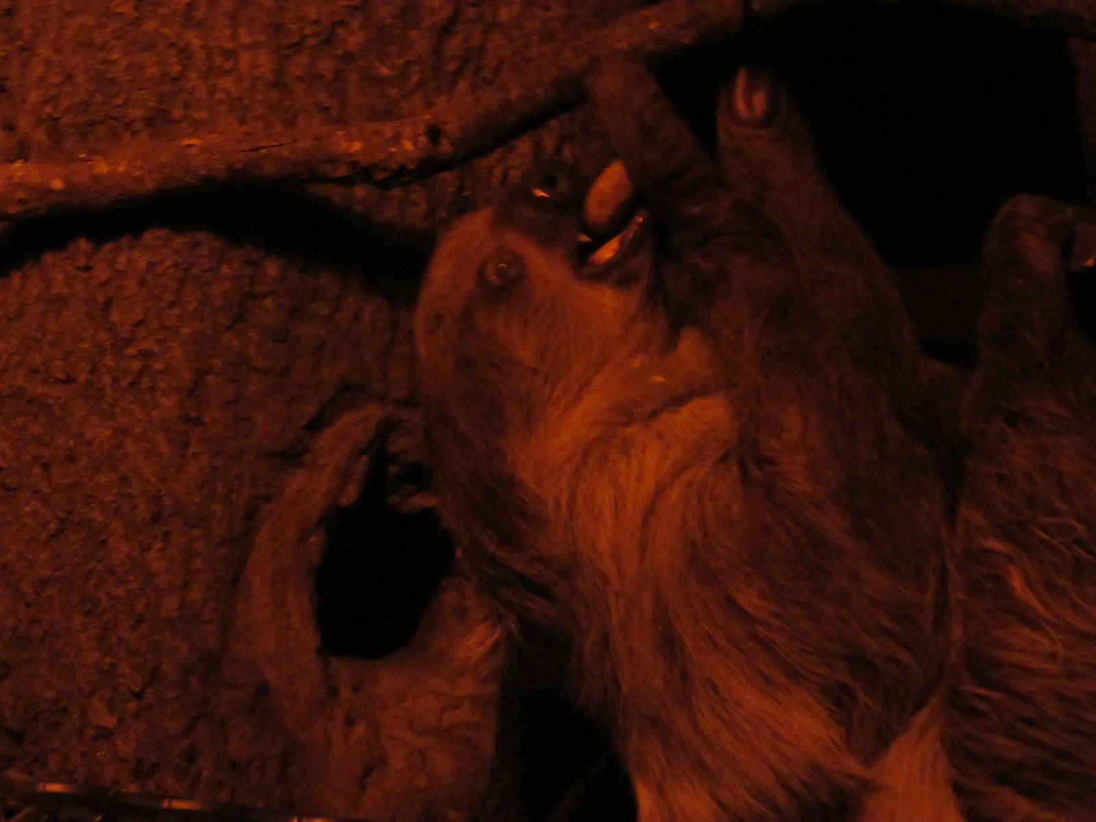 Linne's Two Toed Sloth