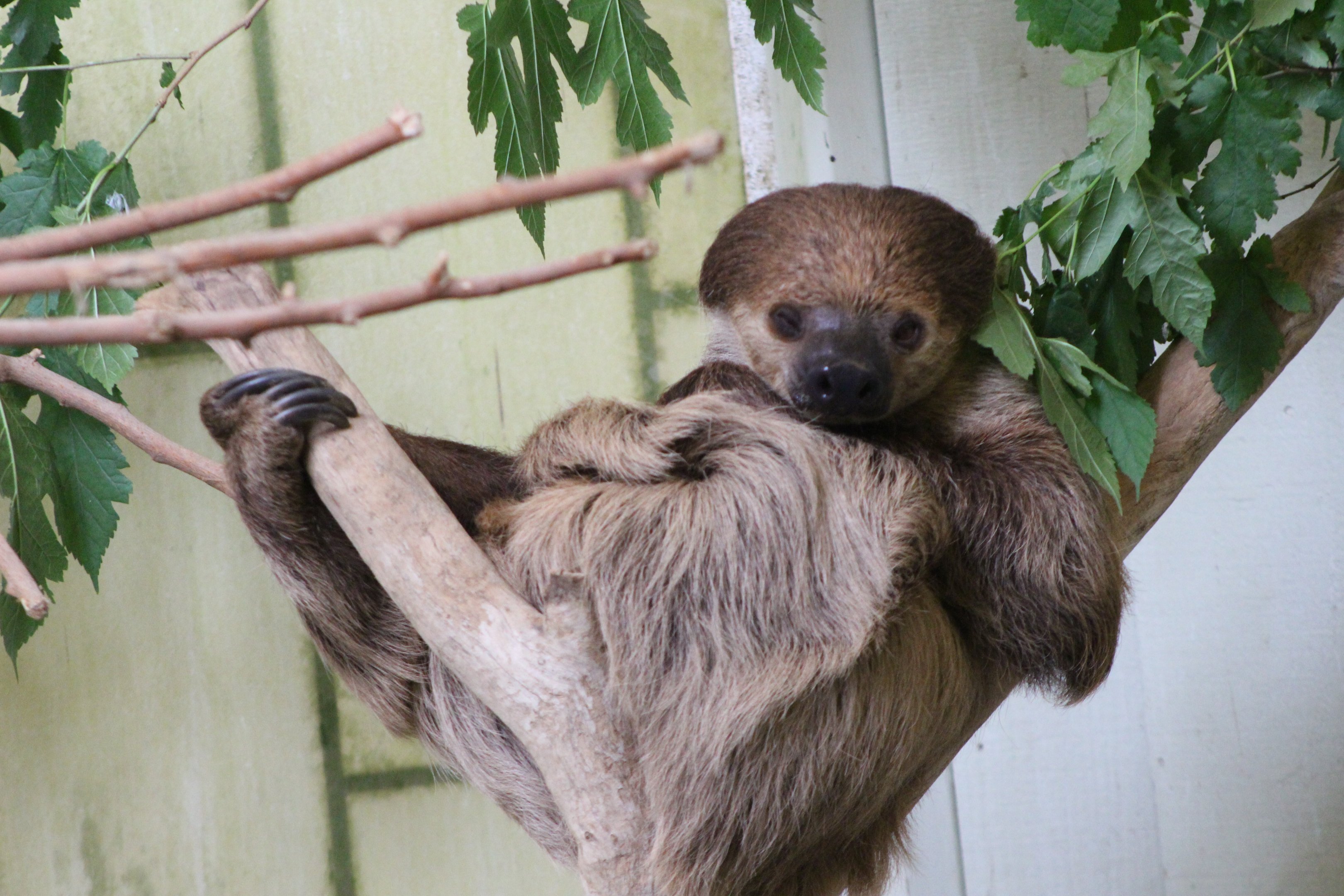 Linne's Two-toed Sloth