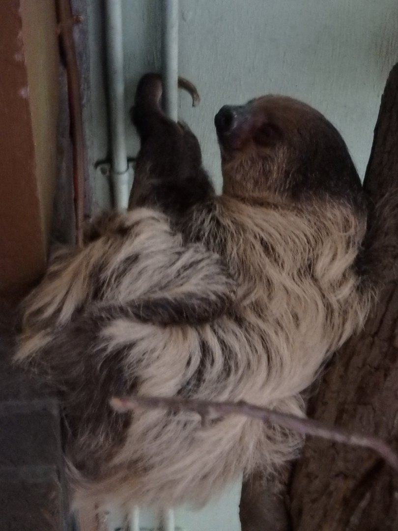 Linne's two-toed sloth