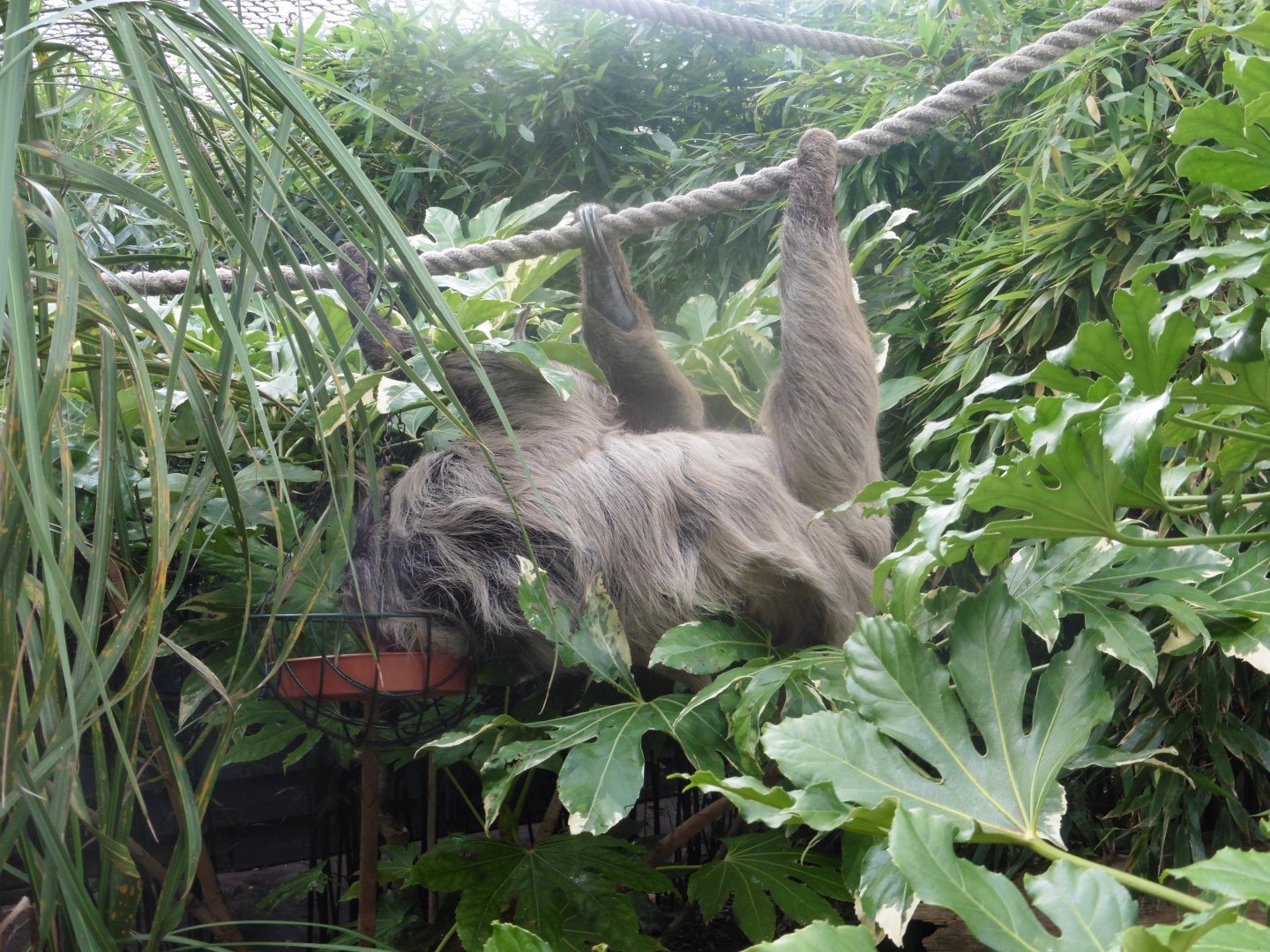 Linne's Two-toed Sloth