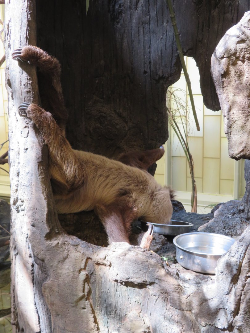 Linne's Two-Toed Sloth