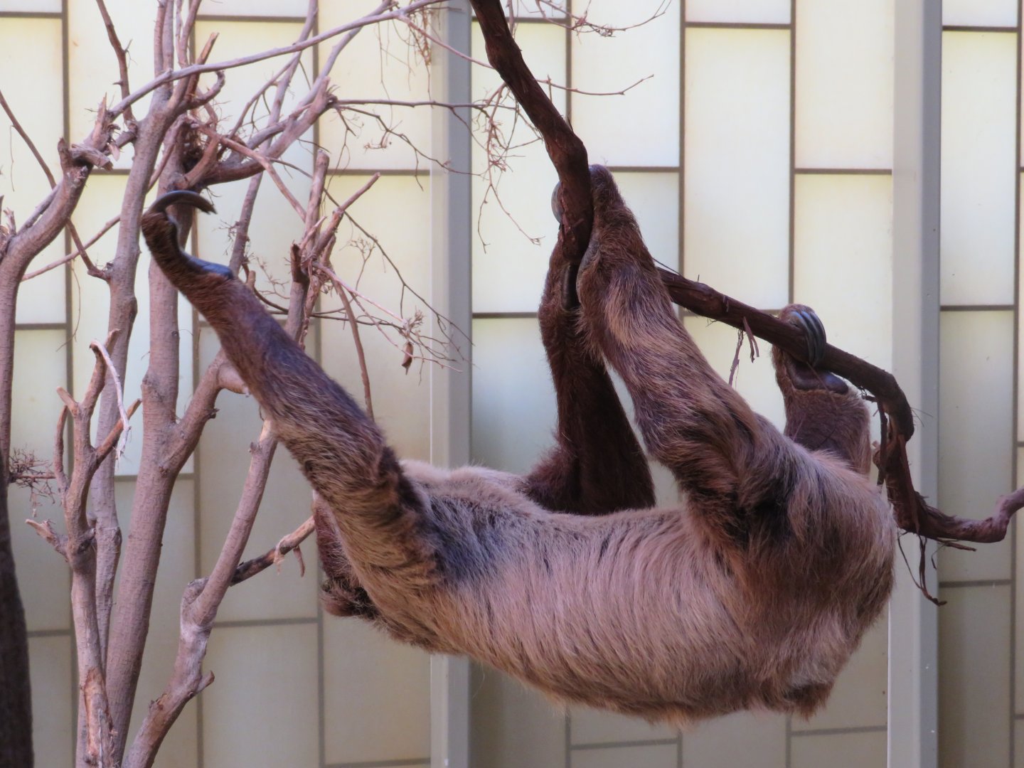 Linne's Two-Toed Sloth